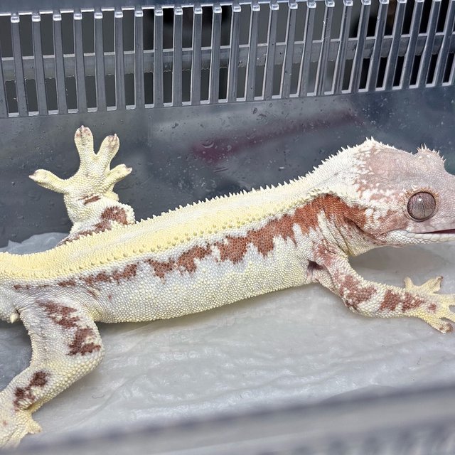 LW Sable 100% Het Axanthic Solid Back Creamsicle
