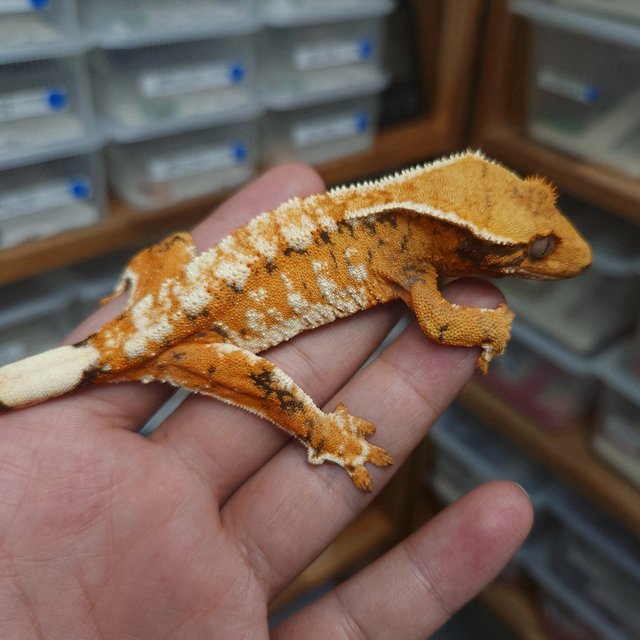 Normal Tri Extreme Harlequin Tangerine