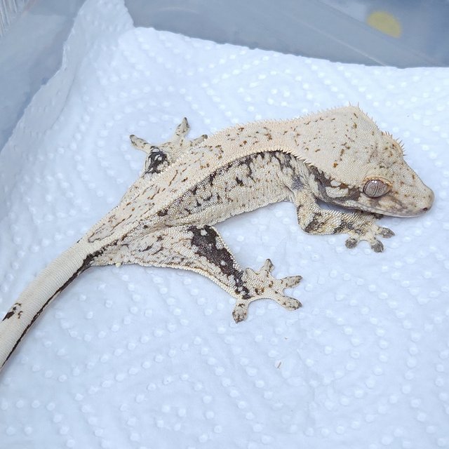Normal Drippy Tri White Spot Quad Pinstripe