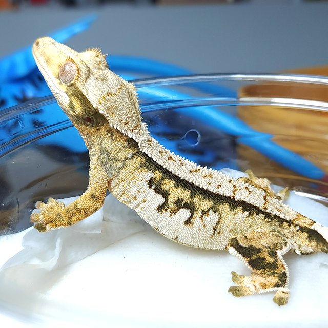 노멀 트라이 핀스트라이프 익스트림할리퀸