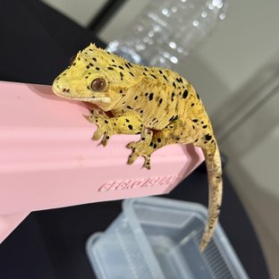 달마시안 슈퍼달마시안