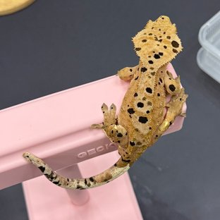 달마시안 슈퍼달마시안