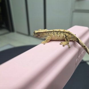 노멀 트라이 화이트스팟