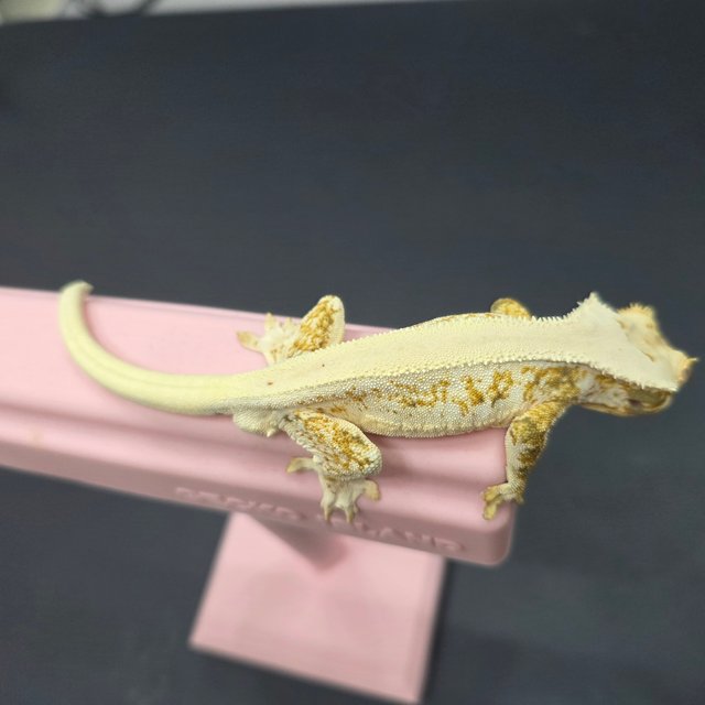 릴리화이트 솔리드백