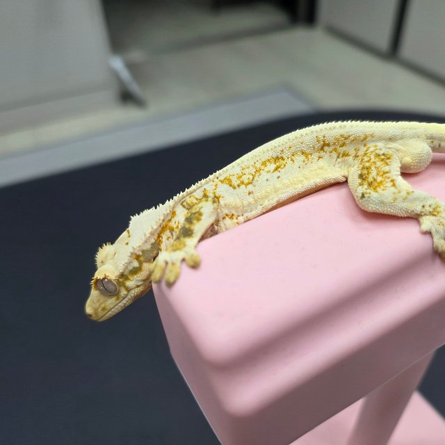 릴리화이트 솔리드백