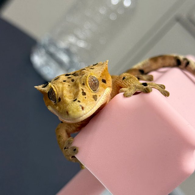 달마시안 슈퍼달마시안