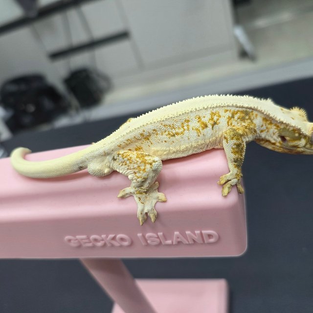 릴리화이트 솔리드백