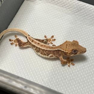 릴리화이트