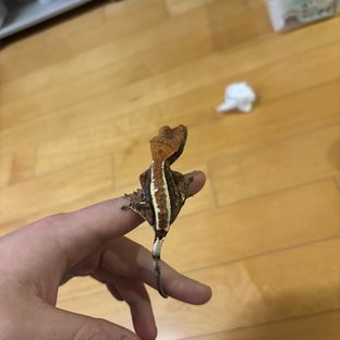 카푸치노