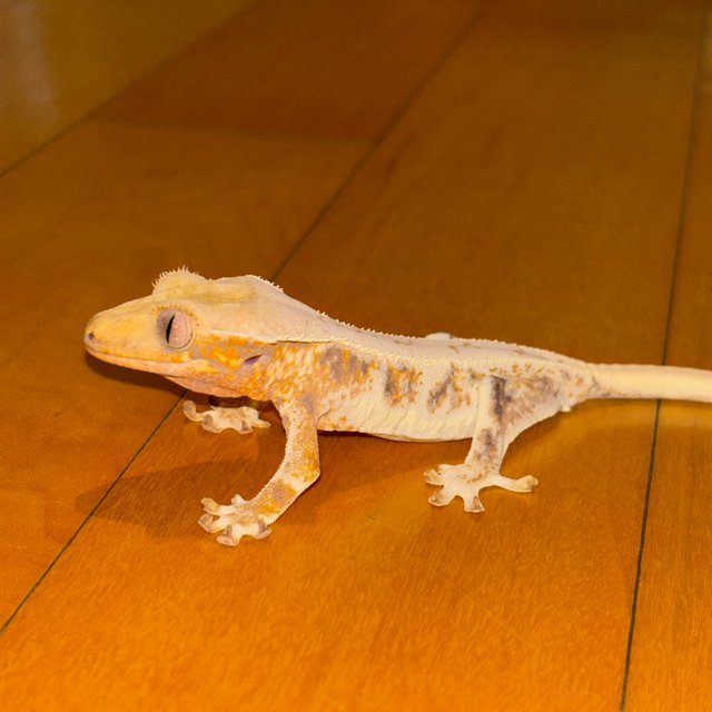 트라이 릴리화이트