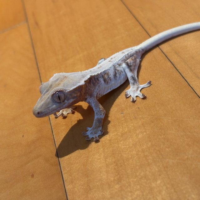 트라이 릴리화이트