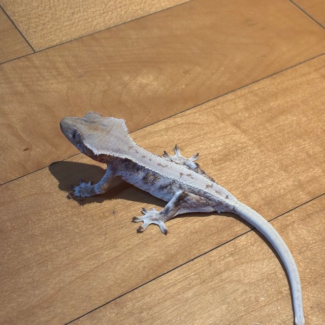 트라이 릴리화이트