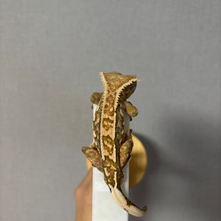 트라이 익스트림할리퀸 화이트핀