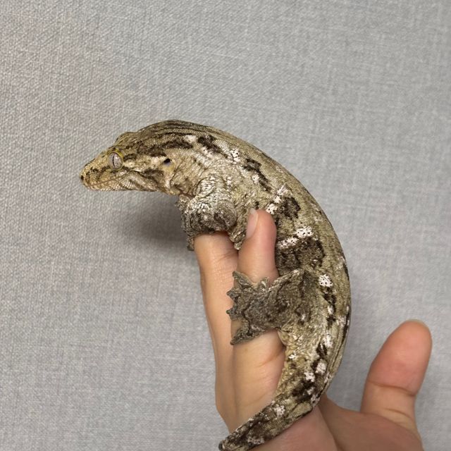 코기스 GT
