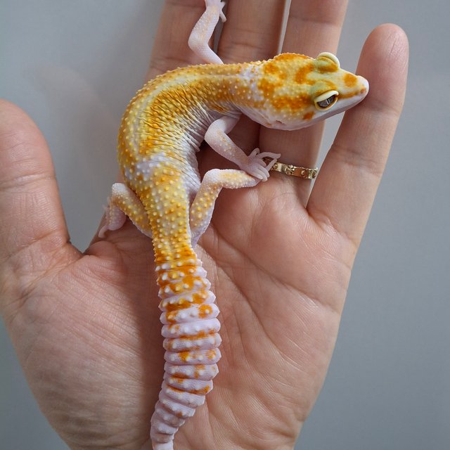 W&Y 트램퍼알비노