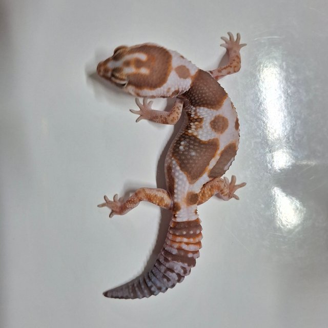 화이트아웃 아멜라니스틱 헷 패턴리스