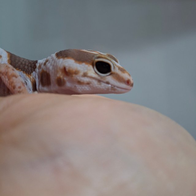 화이트아웃 아멜라니스틱 헷 패턴리스