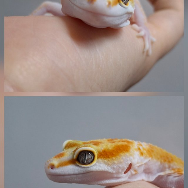 W&Y 트램퍼알비노