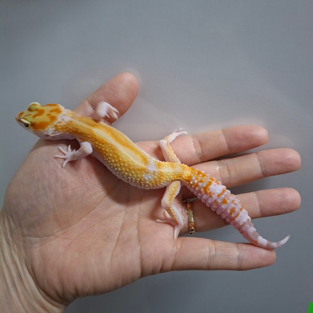 W&Y 트램퍼알비노