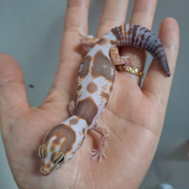 화이트아웃 아멜라니스틱 헷 패턴리스