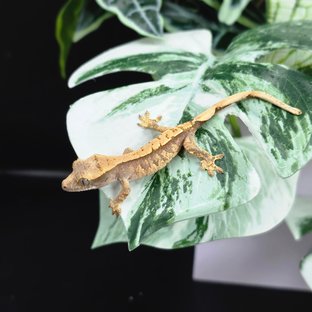 트라이