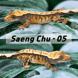 생츄5