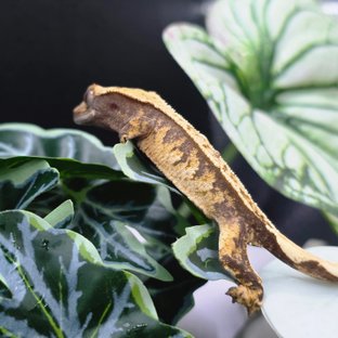 익스트림할리퀸