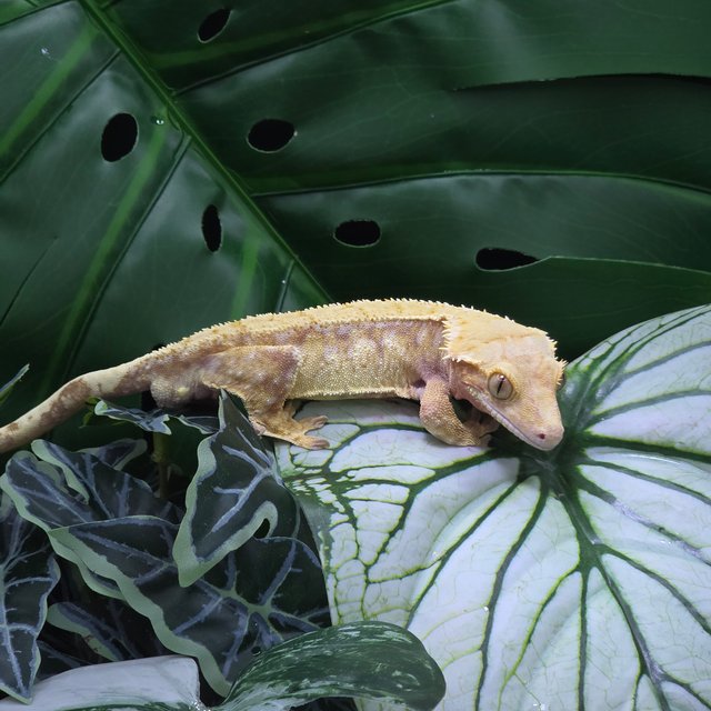 트라이 레드 드리피