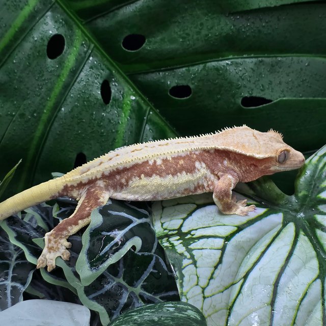 릴리화이트 레드