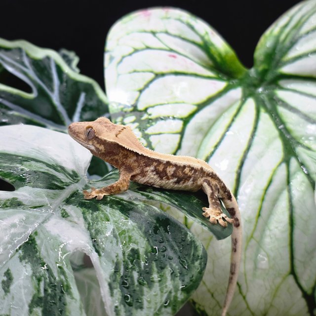 트라이 릴리화이트 솔리드백