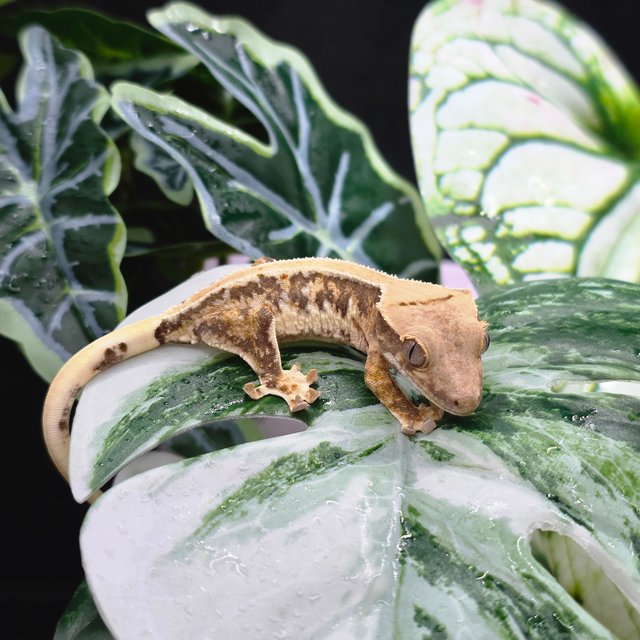 트라이 릴리화이트 솔리드백