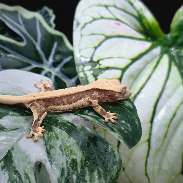 솔리드백 트라이 릴리화이트