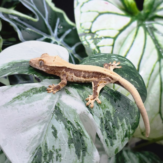 솔리드백 트라이 릴리화이트