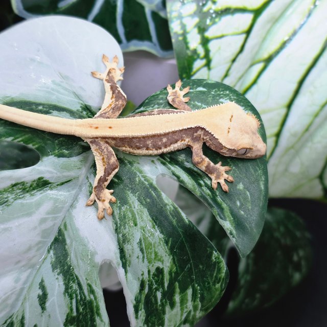 솔리드백 트라이 릴리화이트