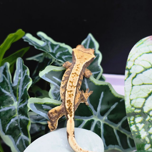 익스트림할리퀸