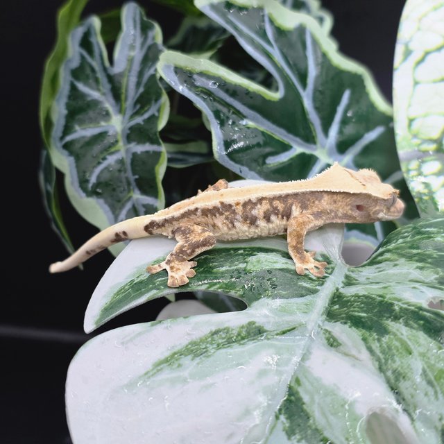 트라이 릴리화이트 솔리드백