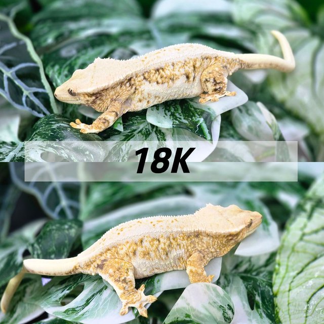 트라이 릴리화이트