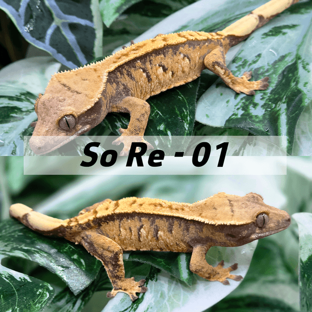 트라이 익스트림할리퀸