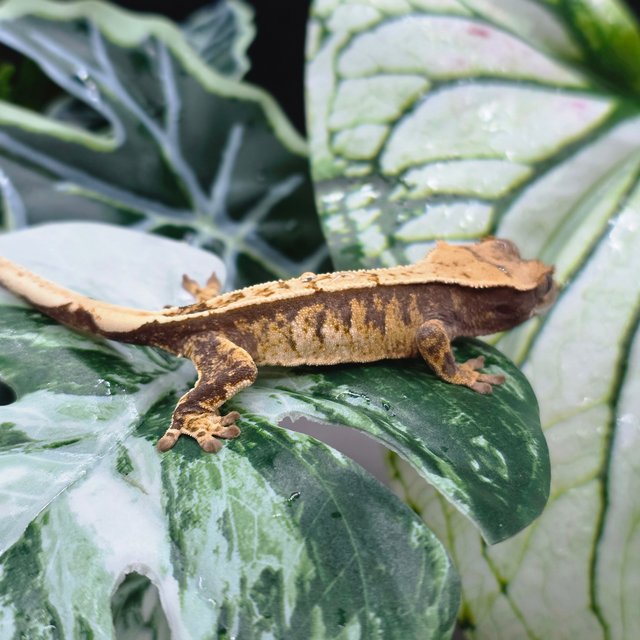 익스트림할리퀸