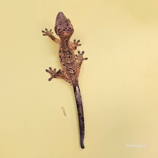 슈퍼달마시안