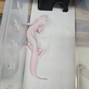 디아블로블랑코 스노우
