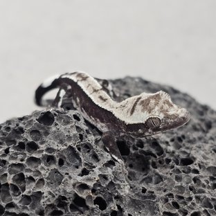 아잔틱