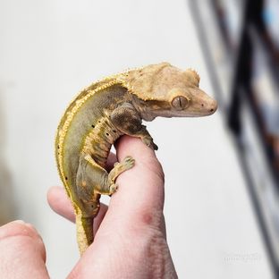엠티백 풀핀 다크