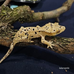 슈퍼달마시안 옐로우