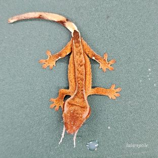 크림 옐로우