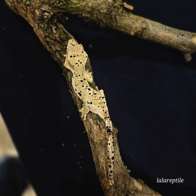 슈퍼달마시안 옐로우