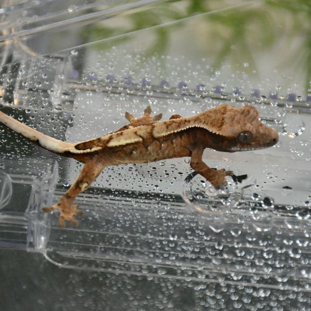 세이블