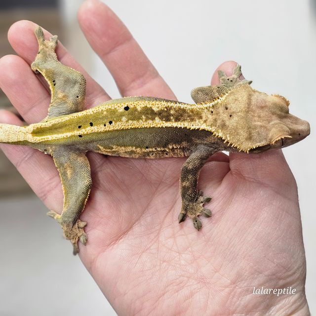 엠티백 풀핀 다크