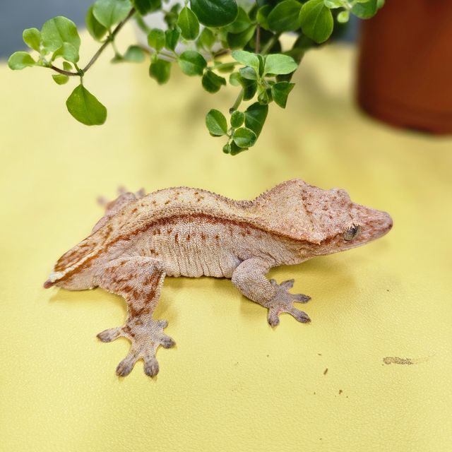 스트로베리