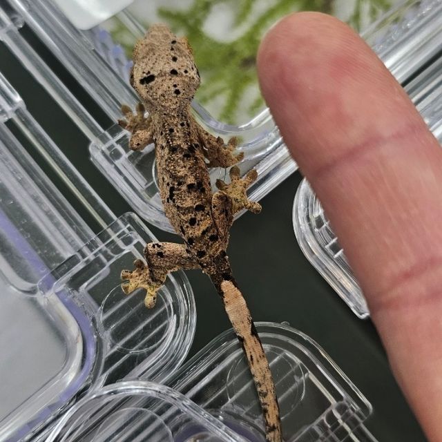슈퍼달마시안